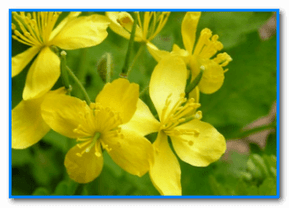 Celandine, which has a cauterizing property, will help get rid of papilloma. 