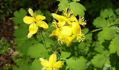 Rules for the use of Warts Celandine