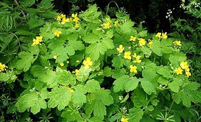 WARTS CELANDINE USE