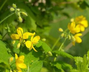 Celandine for warts on the body. 